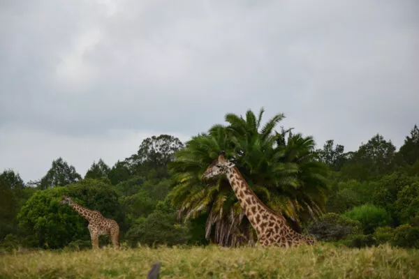Einige Giraffen aus nächster Nähe im Arusha-Nationalpark