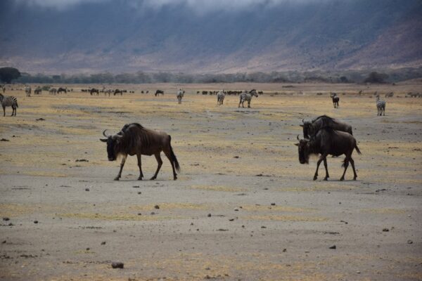 Einige Gnus laufen durch die Steppen von Tansanias Nationalparks