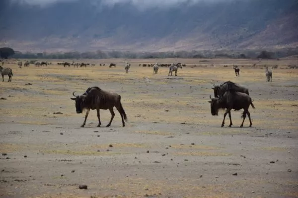 Einige Gnus laufen durch die Steppen von Tansanias Nationalparks