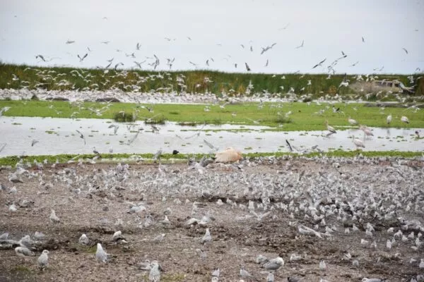 Am Manyara-See tummeln sich unzählige Vogelarten