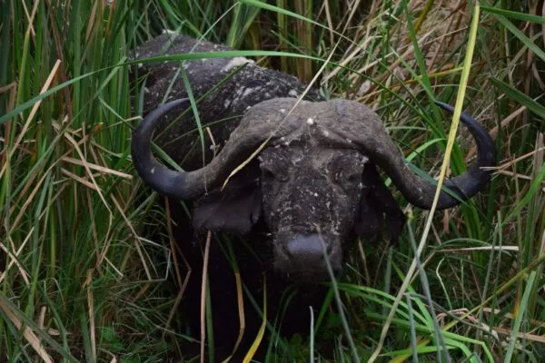 Ein Wasserbüffel steht im Schilf eines Sees in Tansanias Nationalparks