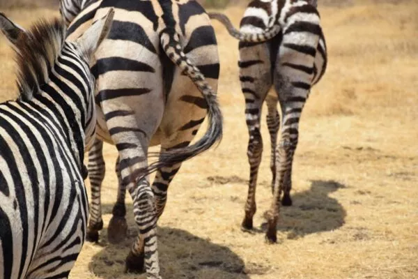 Einige Zebras laufen gemeinsam von der Kamera weg