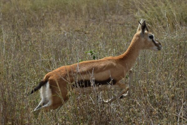Eine Gazelle springt durch das hohe Gras der Serengeti
