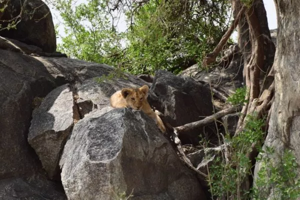 Ein Löwenjunges liegt auf einem Stein und sonnt sich