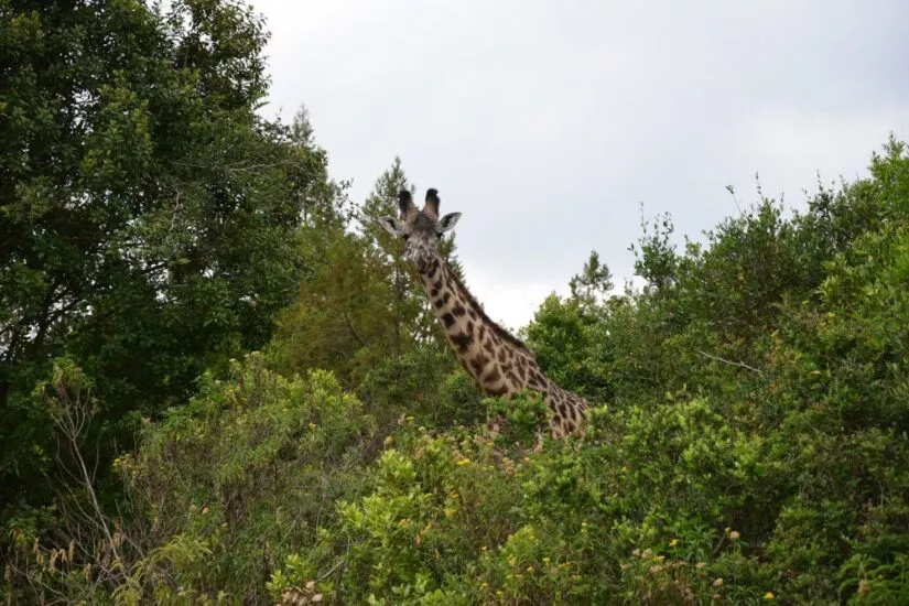 Eine Giraffe schaut aus dem grünen Dickicht