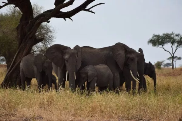 Eine Elefanten-Familie tummelt sich unter einem Baum