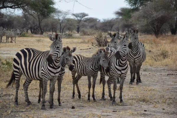 Einige wilde Zebras schauen in die Kamera