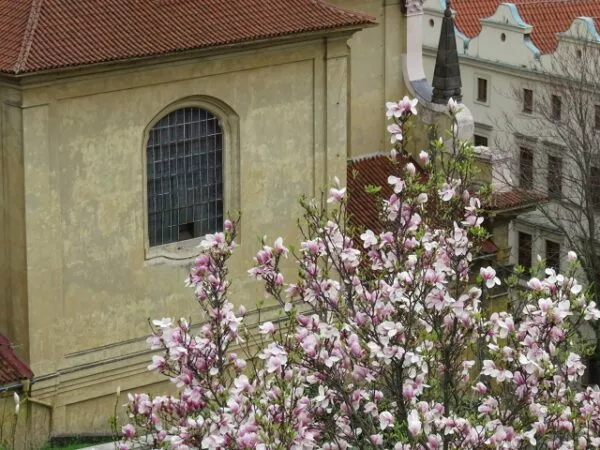 ein blühender Magnolienbaum in der Prager Burganlage