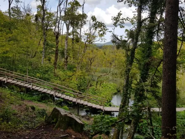 Ein grüner und dicht bewachsener Wald mit Treppen aus Holz