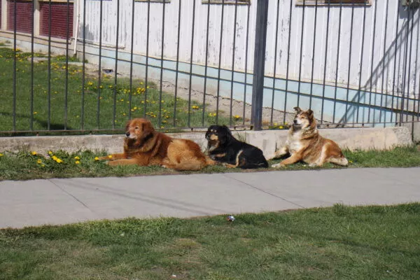 Drei Hunde verschiedener Rassen liegen auf einem Grünstreifen vor einem Zaun 