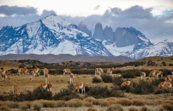 Vor einer schneebedeckten Bergkette grasen Lamas auf einer Steppe