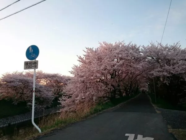 Eine Straße ist rechts und links von Kirschbäumen in voller rosa Blüte gesäumt 