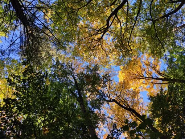 Bunt gefärbte Baumkronen im Thüringer Wald