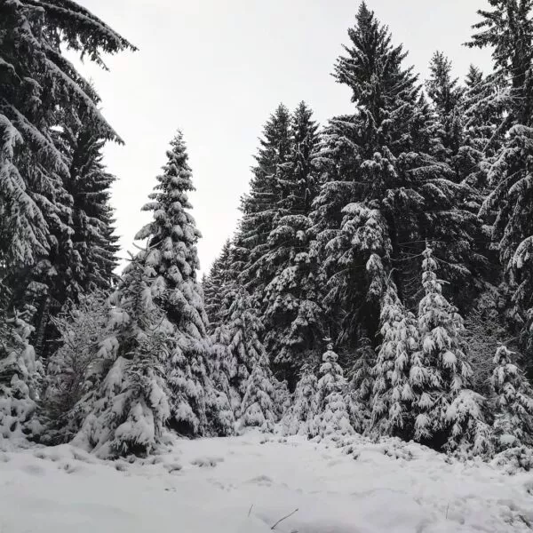 Schneebedeckte Tannen im Thüringer Wald