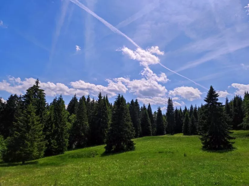 Strahlend bleuer Himmel, eine grüne Lichtung und der Thüringer Wald im Hintergrund