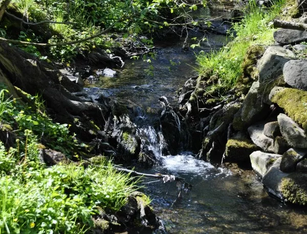 Ein Bach mit kleinem Wasserfall, umgeben von Wurzeln, Steinen und natürlichem Gewächse.
